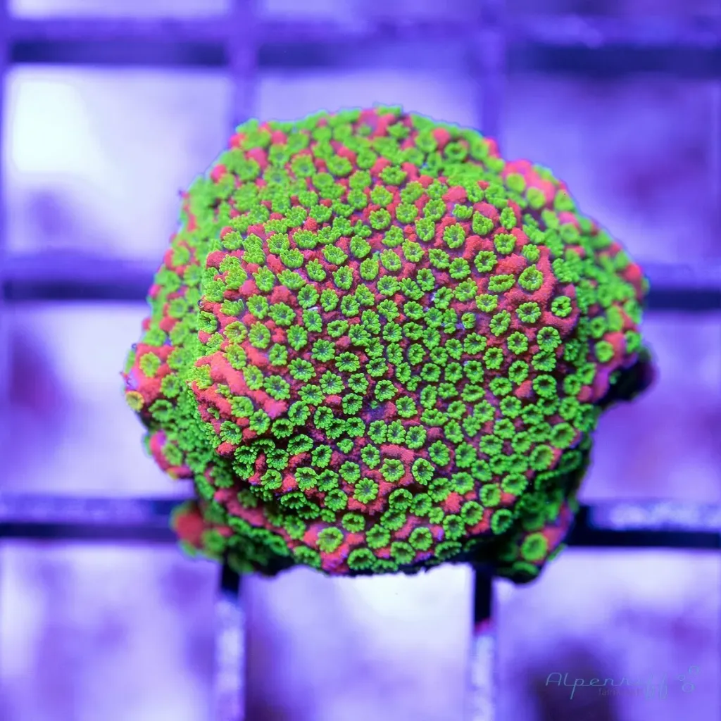 Montipora Sunset Masterfrag