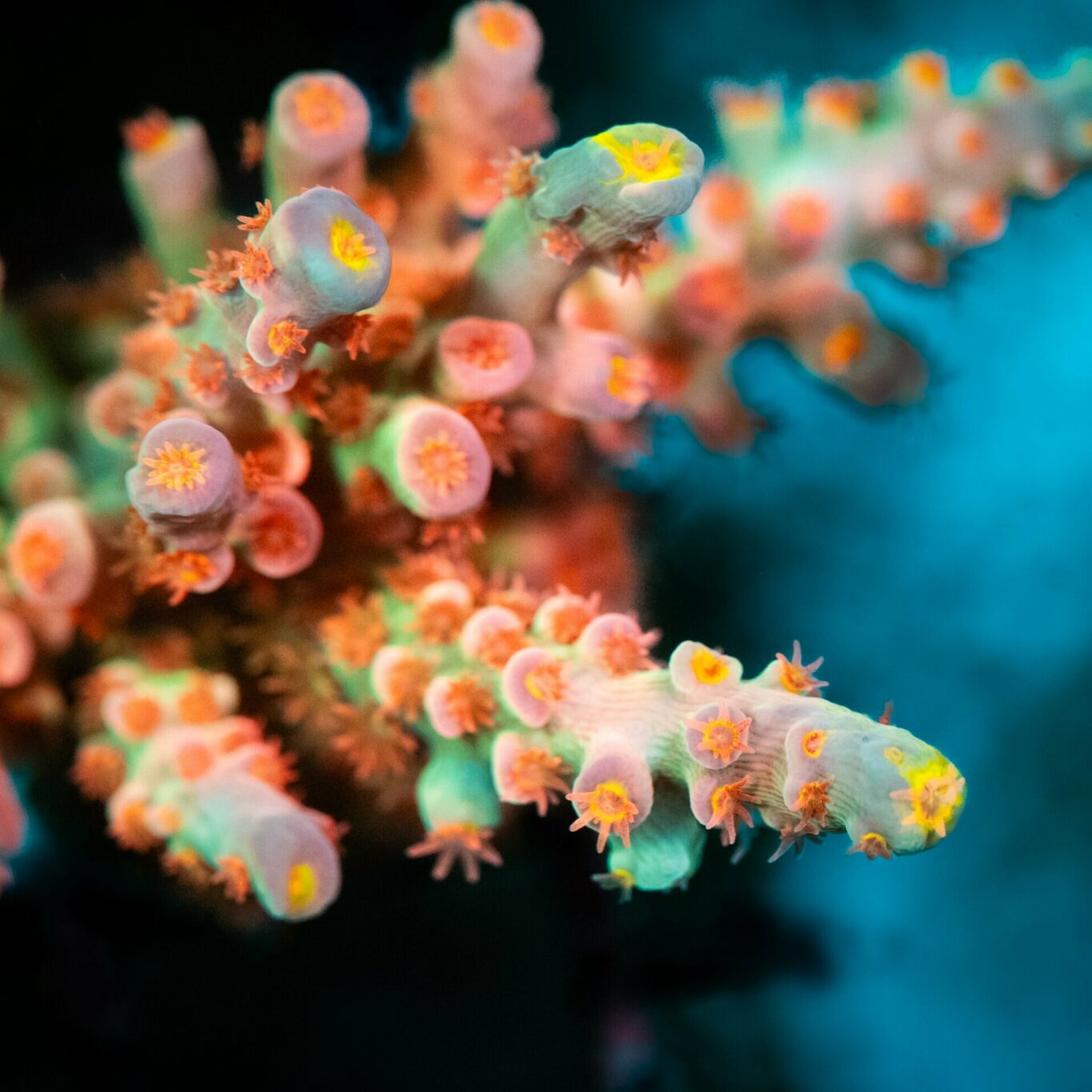 SPS Korallen Alpenriff farmcorals